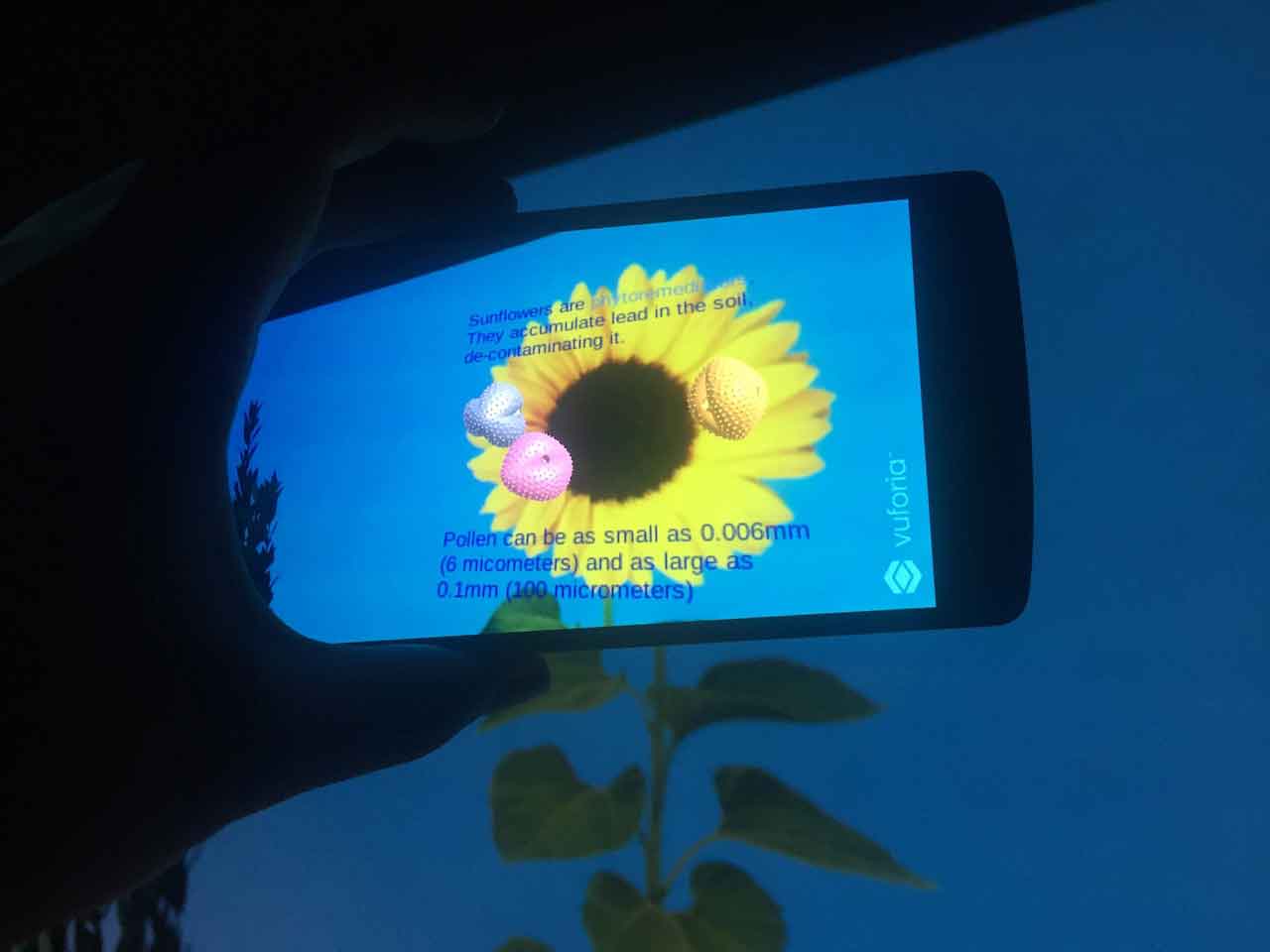 Image of AR application on a phone showing pollen on a sunflower