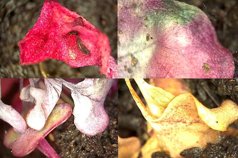 Microgreens from first sprouting to decomposition