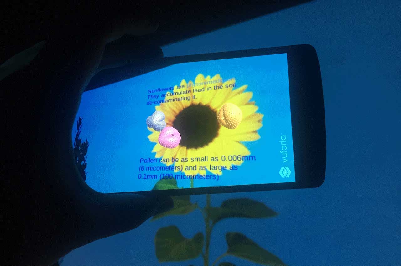 AR application on a phone showing pollen on a sunflower