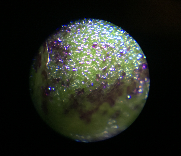 Macro image of a leaf, through a microscope